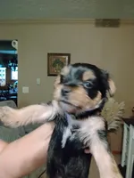 Macey, a female Yorkshire Terrier for sale in Karnak, IL – 3 of 3