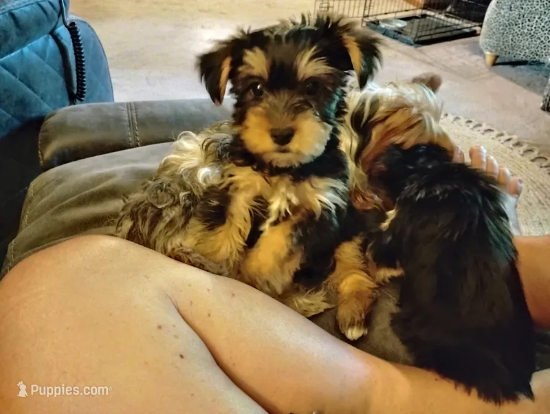 Bruno – Yorkshire Terrier puppy for sale in Karnak, IL