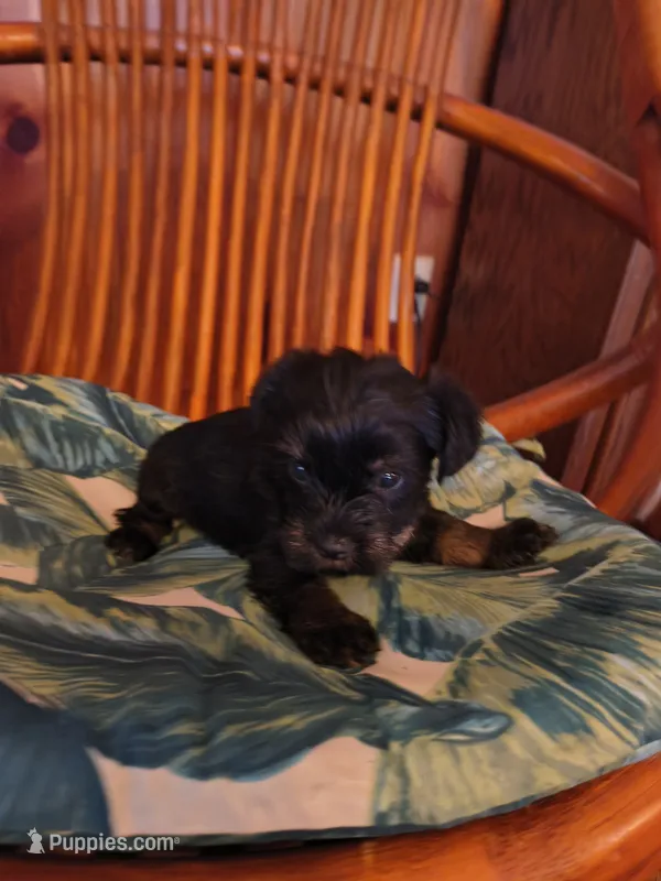 Benson  – Yorkshire Terrier puppy for sale in Karnak, IL