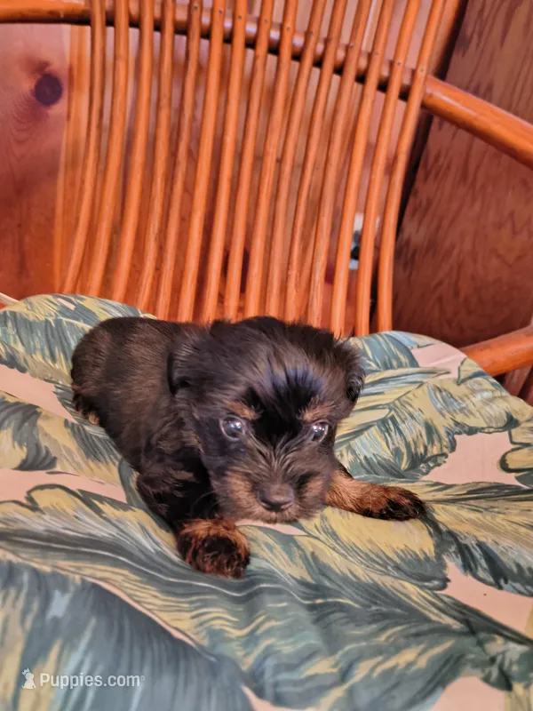 Marla  – Yorkshire Terrier puppy for sale in Karnak, IL
