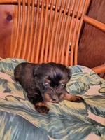Marla , a female Yorkshire Terrier for sale in Karnak, IL – 1 of 4