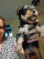 Bruno, a male Yorkshire Terrier for sale in Karnak, IL – 3 of 3