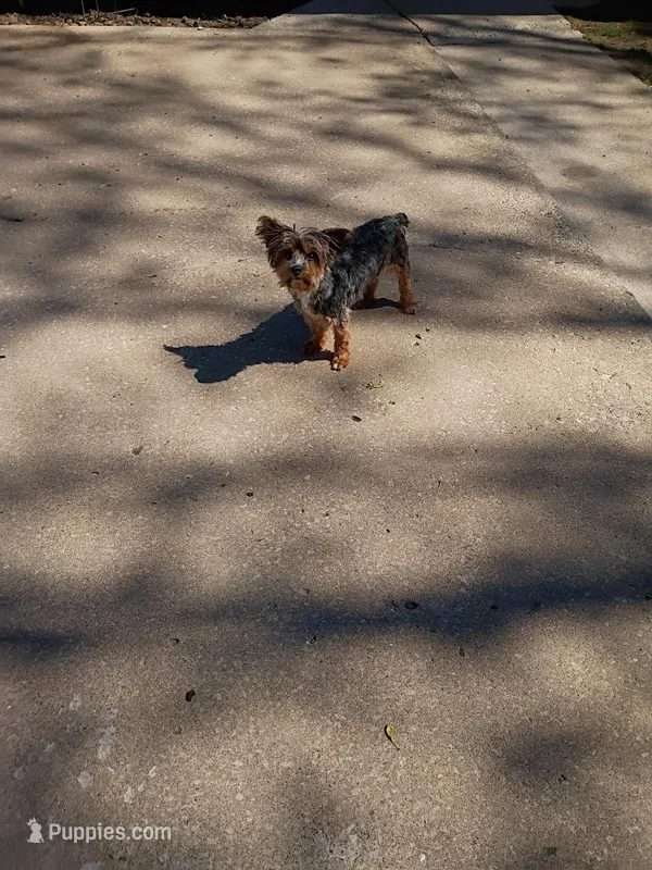 Darcy – Yorkshire Terrier puppy for sale in Karnak, IL