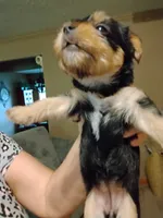 Macey, a female Yorkshire Terrier for sale in Karnak, IL – 2 of 3