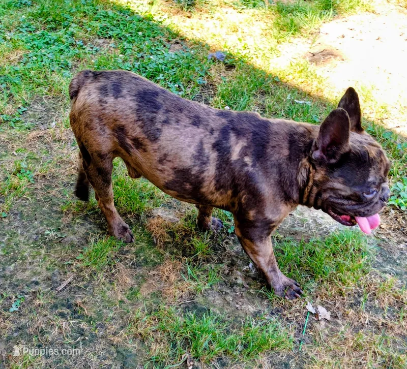 Marshall – French Bulldog puppy for sale in Karnak, IL
