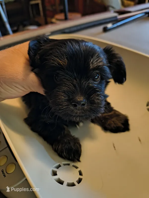 Marla  – Yorkshire Terrier puppy for sale in Karnak, IL
