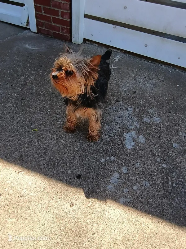 Remy  – Yorkshire Terrier puppy for sale in Karnak, IL