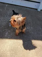 Remy , a male Yorkshire Terrier for sale in Karnak, IL – Photo 2 of 3