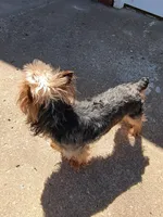 Remy , a male Yorkshire Terrier for sale in Karnak, IL – Photo 3 of 3
