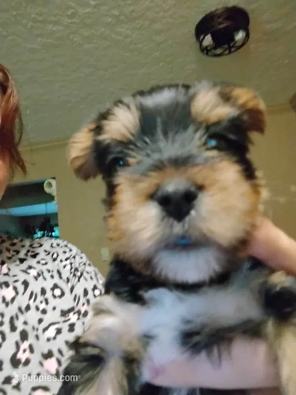 Bruno – Yorkshire Terrier puppy for sale in Karnak, IL