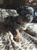 Macie, a female Yorkshire Terrier for sale in Karnak, IL – 3 of 3