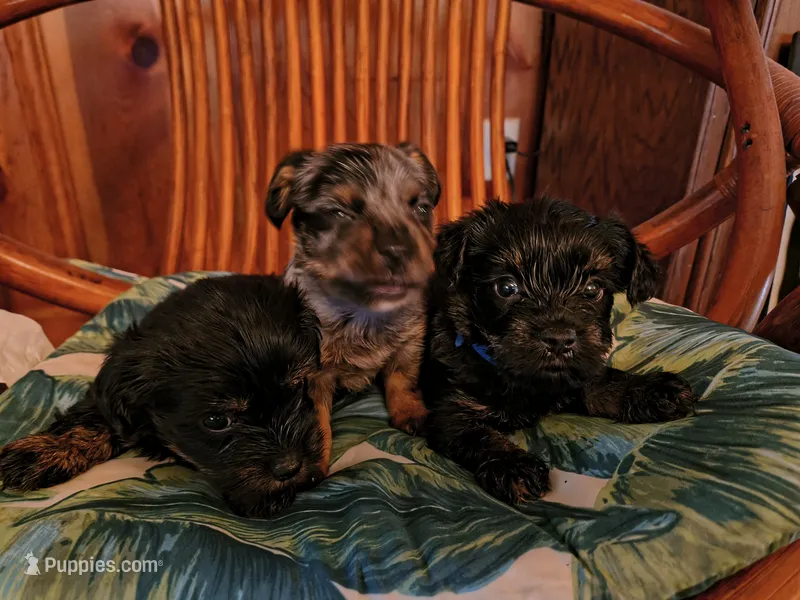 Macie – Yorkshire Terrier puppy for sale in Karnak, IL