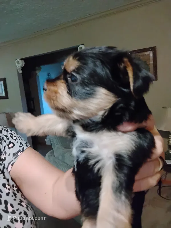 Macey – Yorkshire Terrier puppy for sale in Karnak, IL