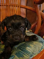 Marla , a female Yorkshire Terrier for sale in Karnak, IL – 2 of 4