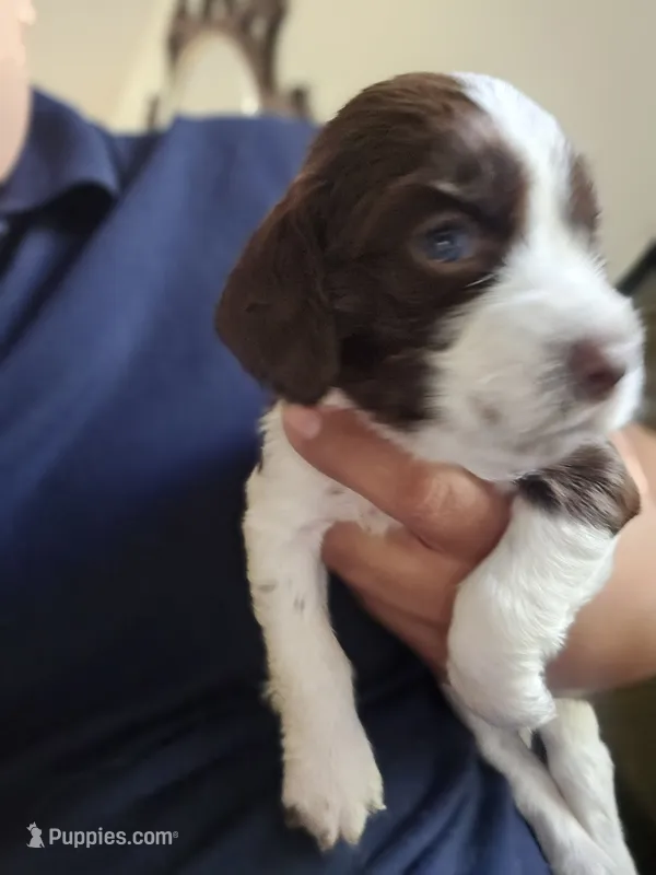 English springer spaniel – English Springer Spaniel puppy for sale in Montclair, CA