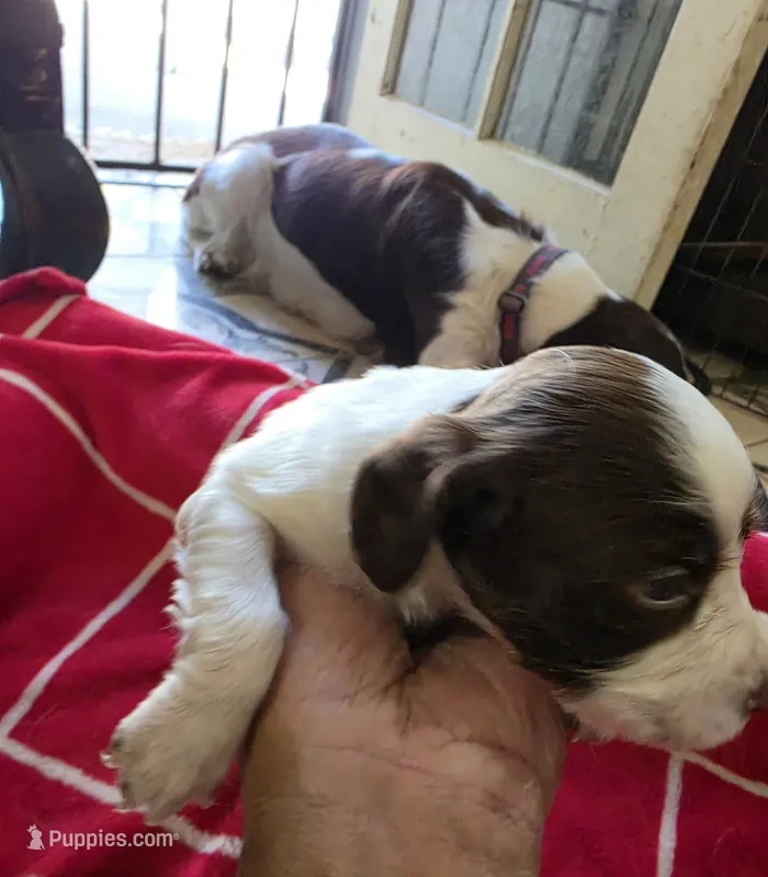 English springer spaniel  – English Springer Spaniel puppy for sale in Montclair, CA