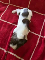 English springer spaniel , a male English Springer Spaniel for sale in Montclair, CA – 2 of 2