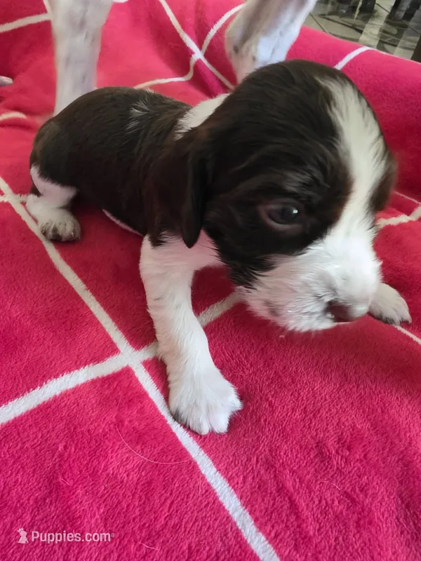 English springer spaniel – English Springer Spaniel puppy for sale in Montclair, CA