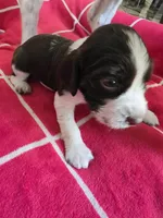 English springer spaniel, a female English Springer Spaniel for sale in Montclair, CA – 1 of 2