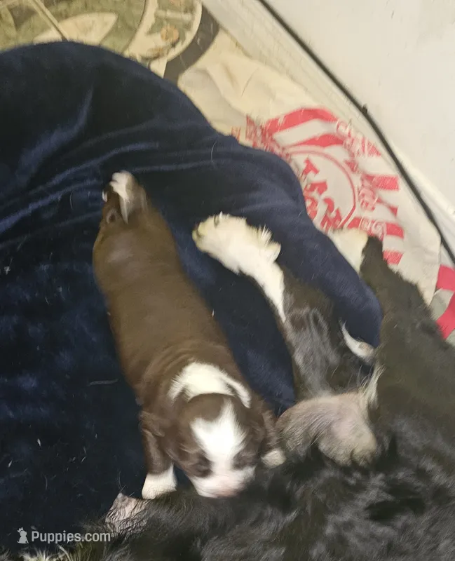 English springer spaniel