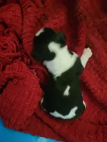 processed/59d08490-a99e-47fc-b257-fab2b7eff9ed/listing/19470015-9fed-4f03-8edf-4ddf5c51a876/b6448e72-7b86-4d21-96b3-4f2cdff69e89