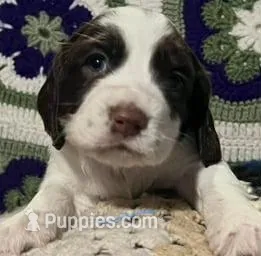 English springer spaniel 
