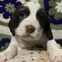 English springer spaniel , a male English Springer Spaniel for sale in Montclair, CA – 1 of 1