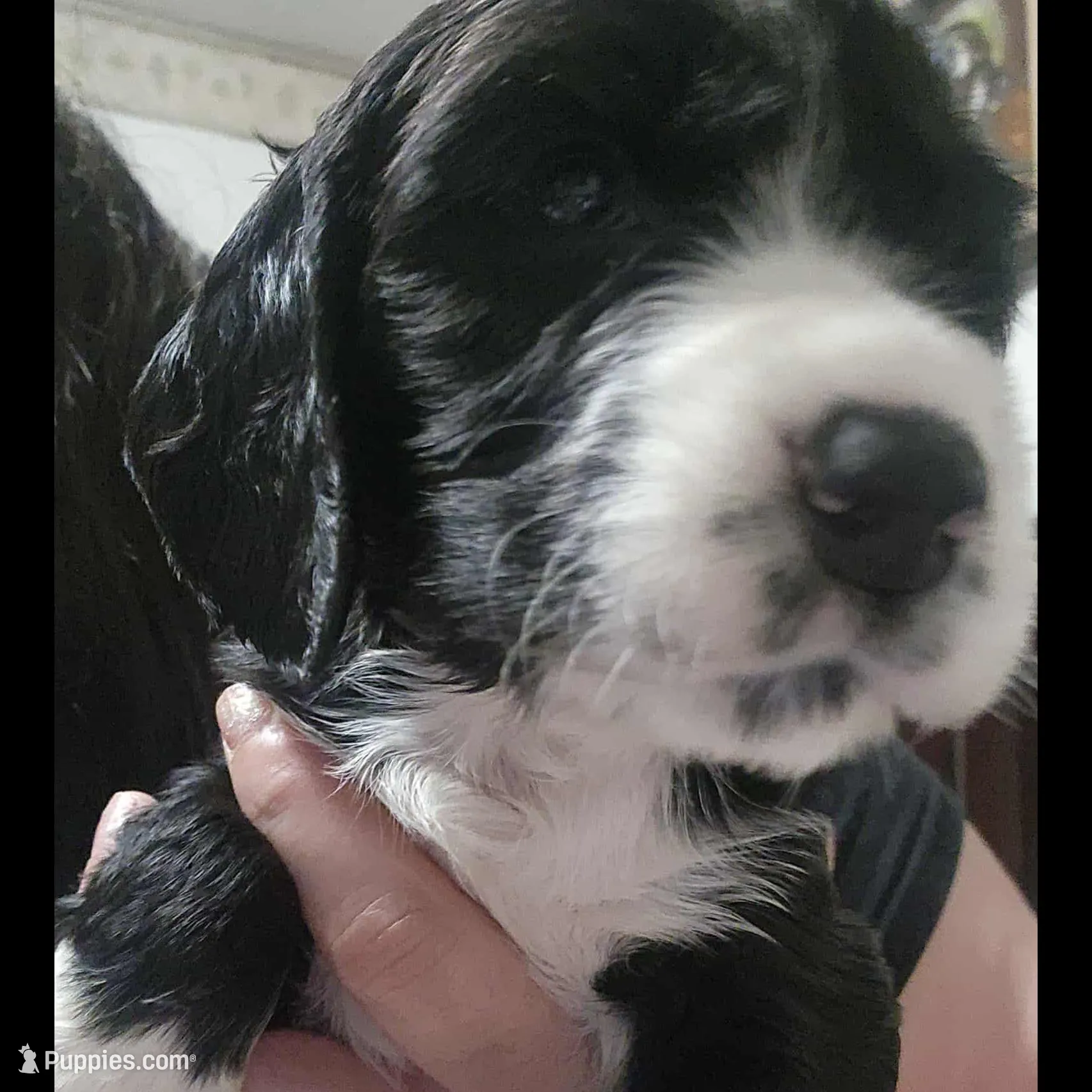 English springer spaniel 