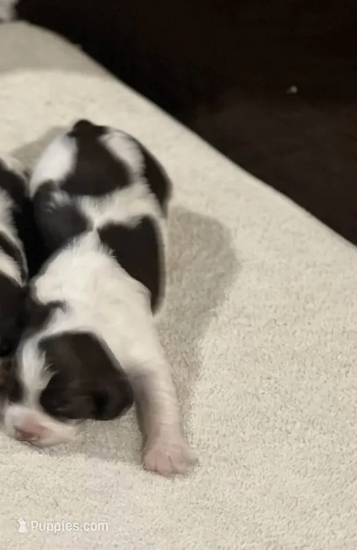English springer spaniel