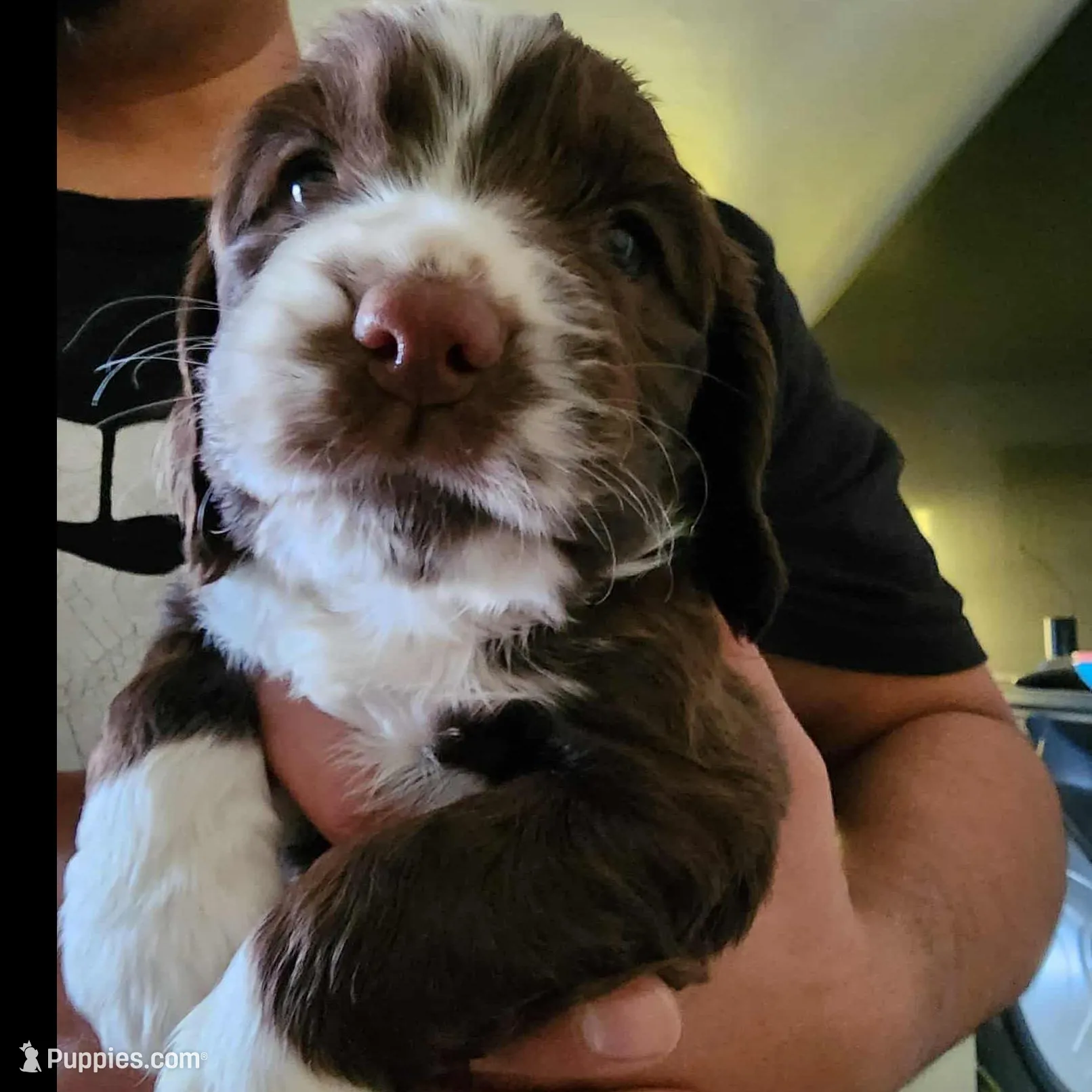 English springer spaniel 