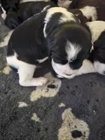 processed/59d08490-a99e-47fc-b257-fab2b7eff9ed/listing/63a23701-62ed-46fb-a568-93e9611c6ea8/78a57bd7-ca37-4cbd-9e33-b521c140bb5f