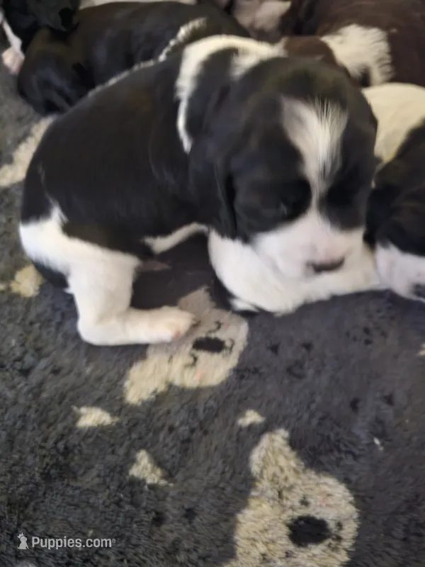 English springer spaniel