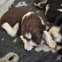 English springer spaniel, a male English Springer Spaniel for sale in Montclair, CA – 3 of 3