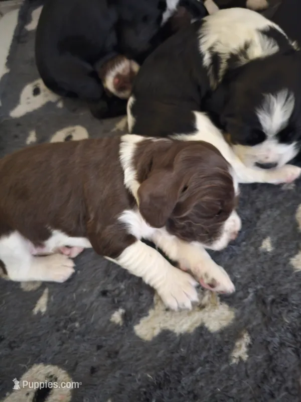 English springer spaniel