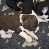 English springer spaniel, a male English Springer Spaniel for sale in Montclair, CA – 1 of 3