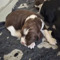 English springer spaniel, a male English Springer Spaniel for sale in Montclair, CA – 2 of 3