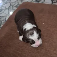 English springer spaniel, a male English Springer Spaniel for sale in Montclair, CA – 1 of 3