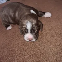 English springer spaniel, a male English Springer Spaniel for sale in Montclair, CA – 2 of 3