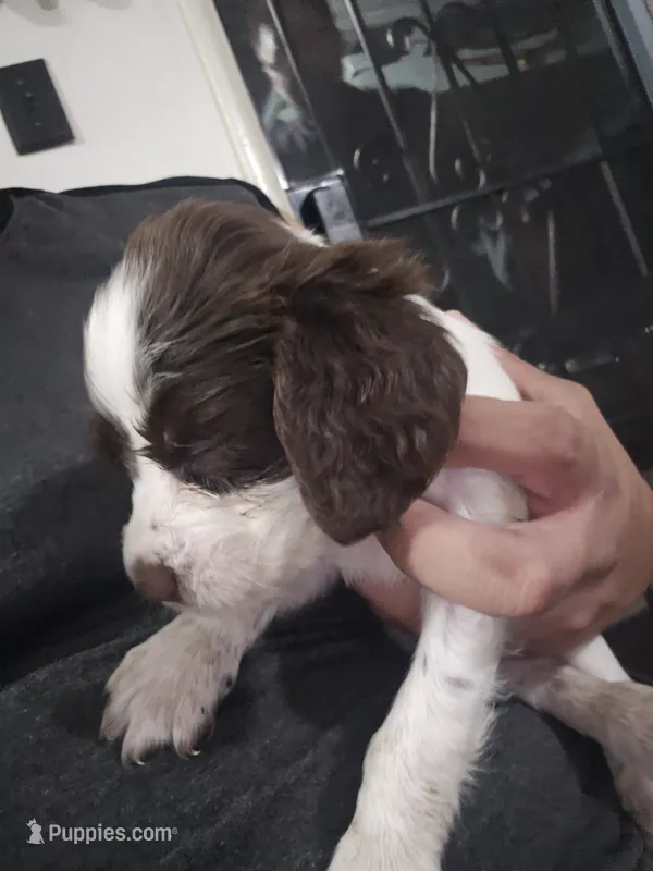 English springer spaniel – English Springer Spaniel puppy for sale in Montclair, CA