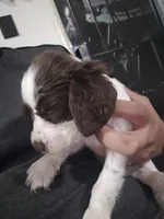 English springer spaniel, a male English Springer Spaniel for sale in Montclair, CA – 1 of 1