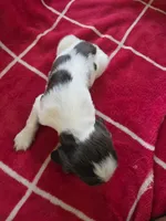 English springer spaniel , a male English Springer Spaniel for sale in Montclair, CA – 2 of 2