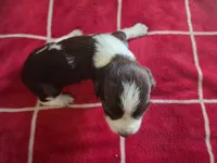English springer spaniel, a male English Springer Spaniel for sale in Montclair, CA – 2 of 2