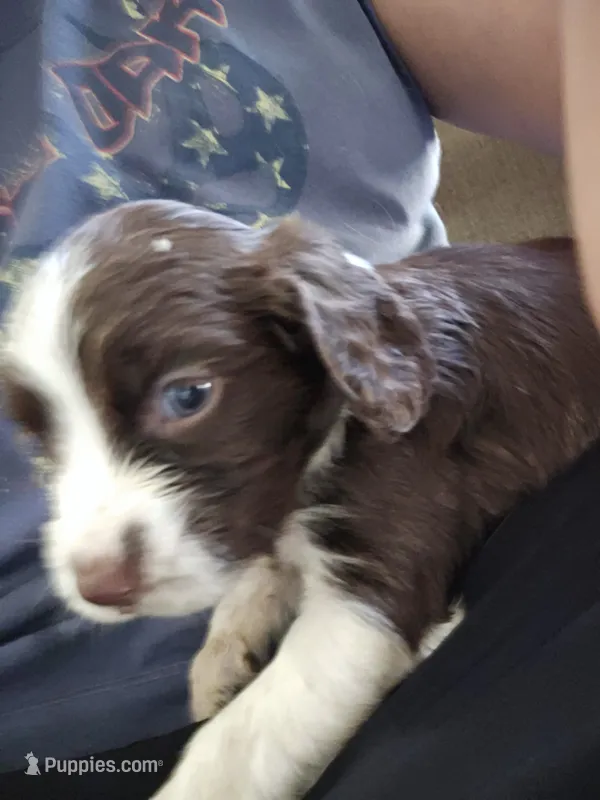 English springer spaniel – English Springer Spaniel puppy for sale in Montclair, CA