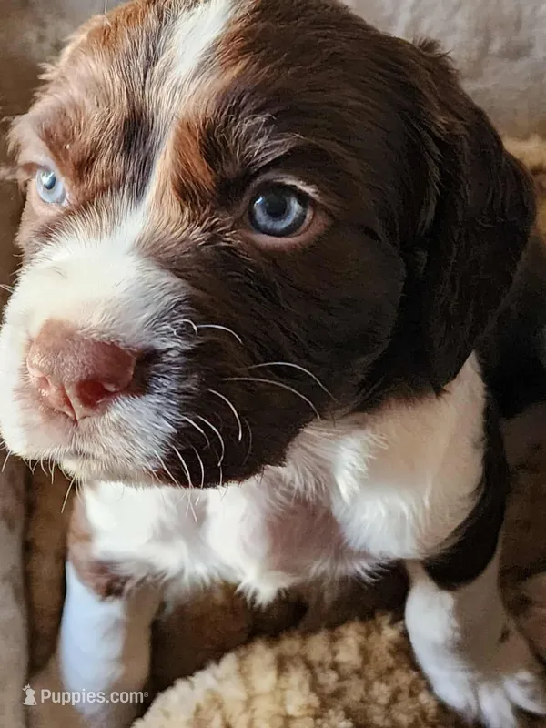 English springer spaniel 