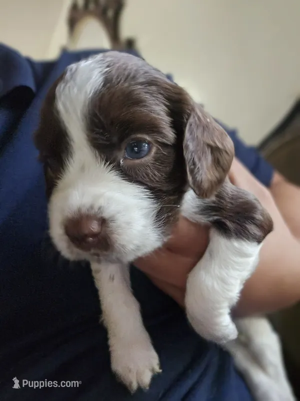 English springer spaniel – English Springer Spaniel puppy for sale in Montclair, CA
