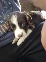English springer spaniel, a female English Springer Spaniel for sale in Montclair, CA – 2 of 2