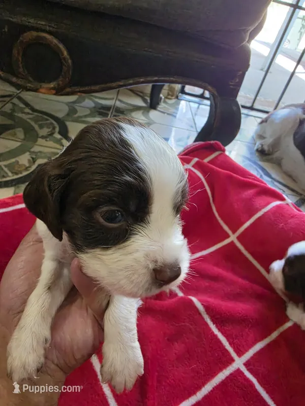 English springer spaniel  – English Springer Spaniel puppy for sale in Montclair, CA