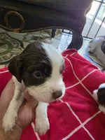 English springer spaniel , a male English Springer Spaniel for sale in Montclair, CA – 1 of 2