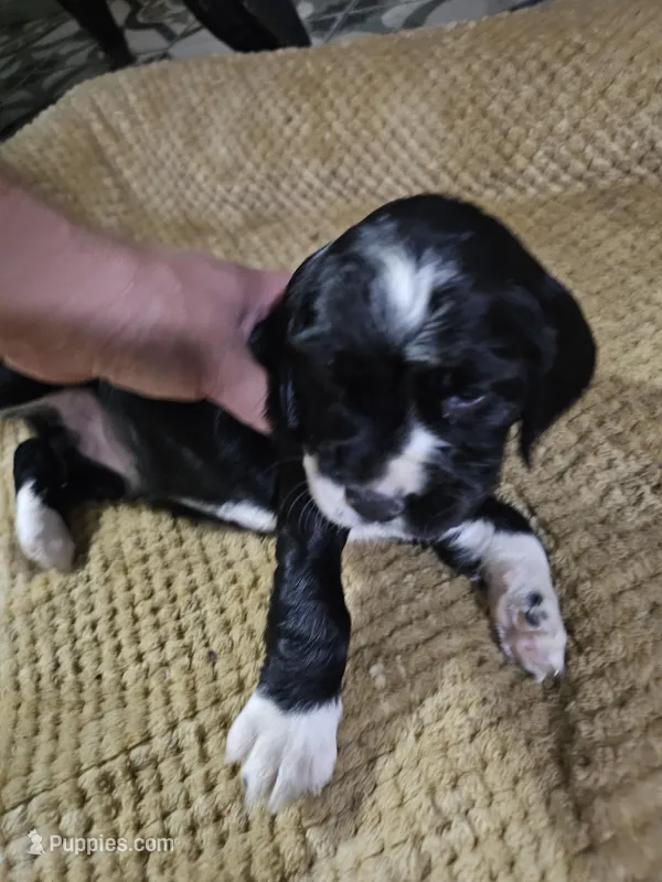 English springer spaniel 