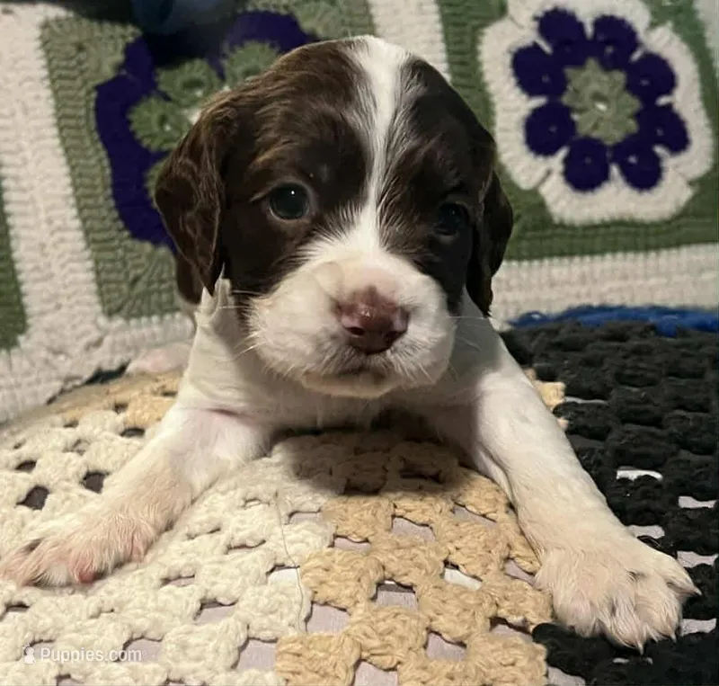 English springer spaniel 